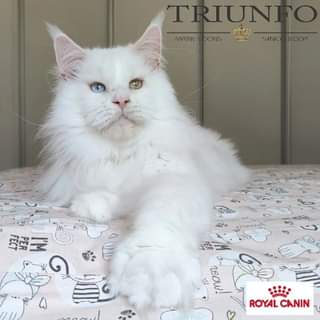 maine coon